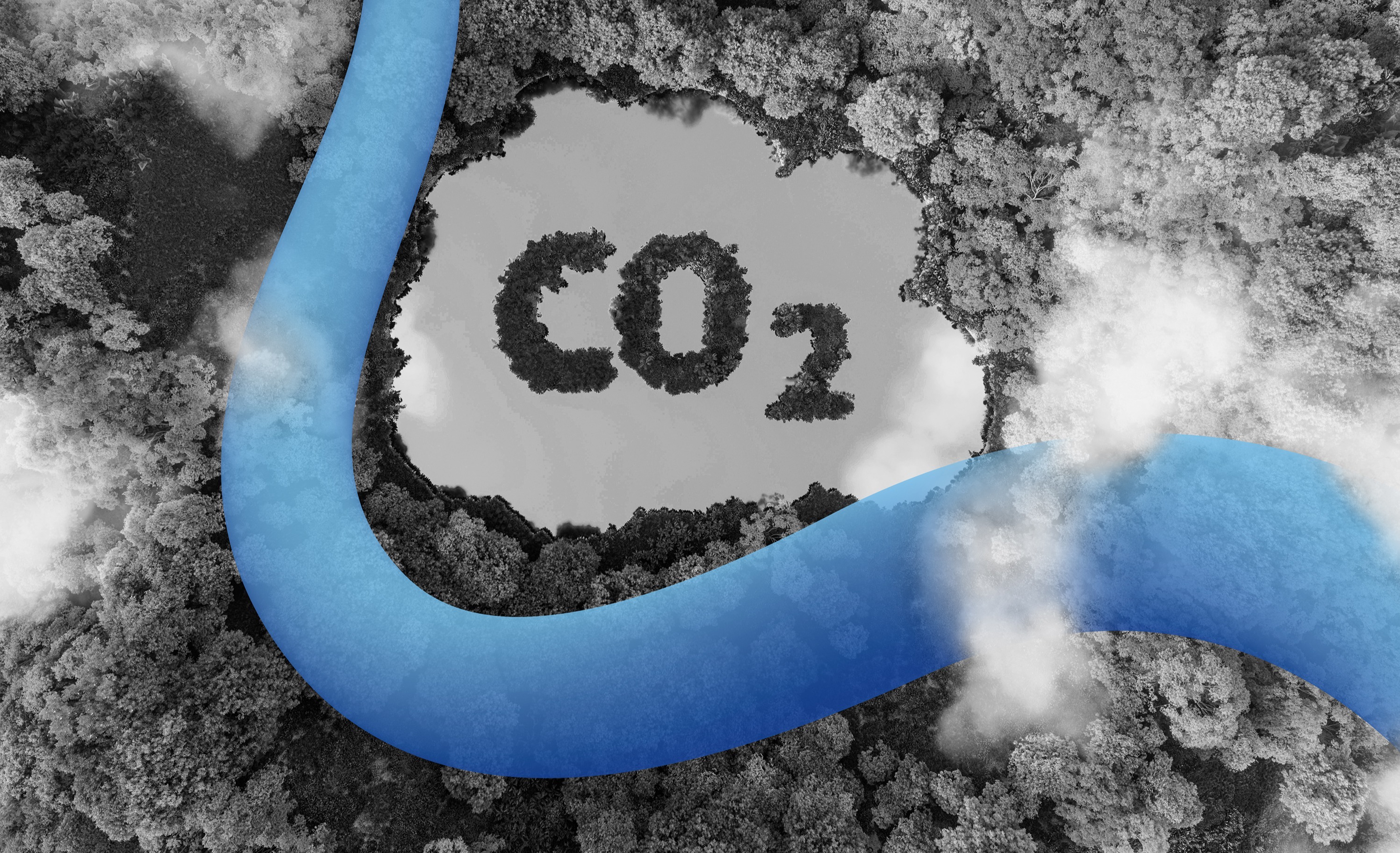 CO2 Forest + Trace_2041844729